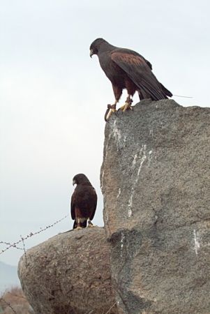 DSCF0249 2005 c17 ws