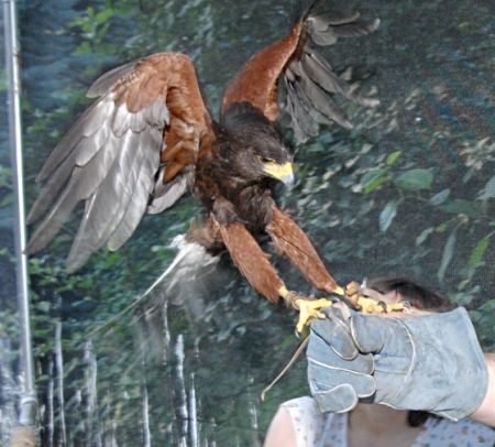 shelby 200708 2112 ws