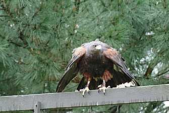 Rusty weathering at the Lee\'s