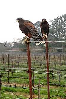Rusty and Glamdring in the vineyard