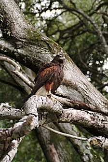 Glamdring near creek